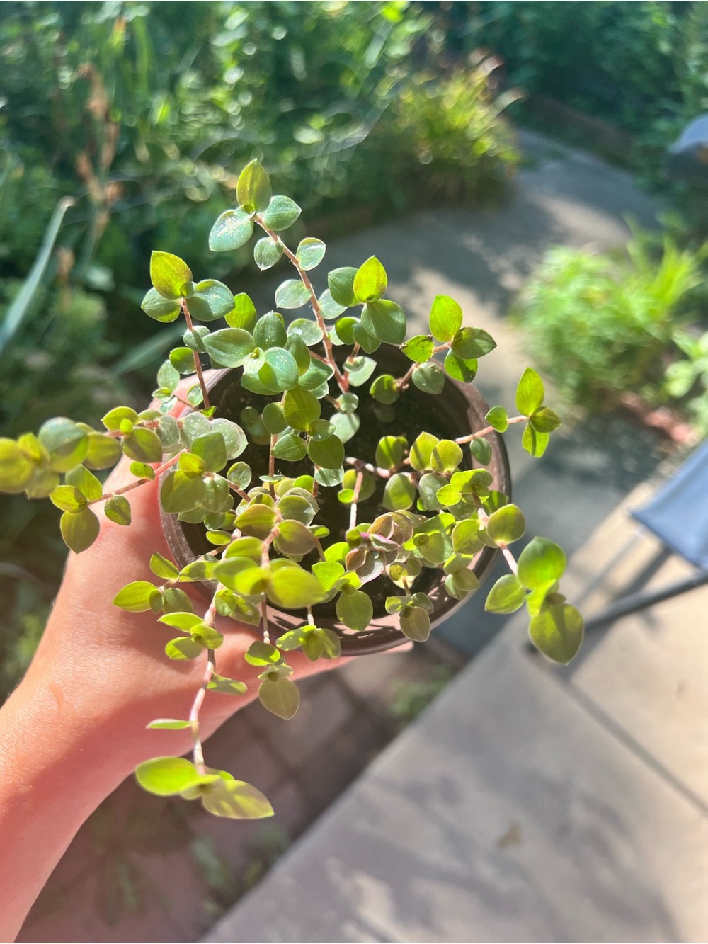 Callisia Repens Turtle Vine Houseplant